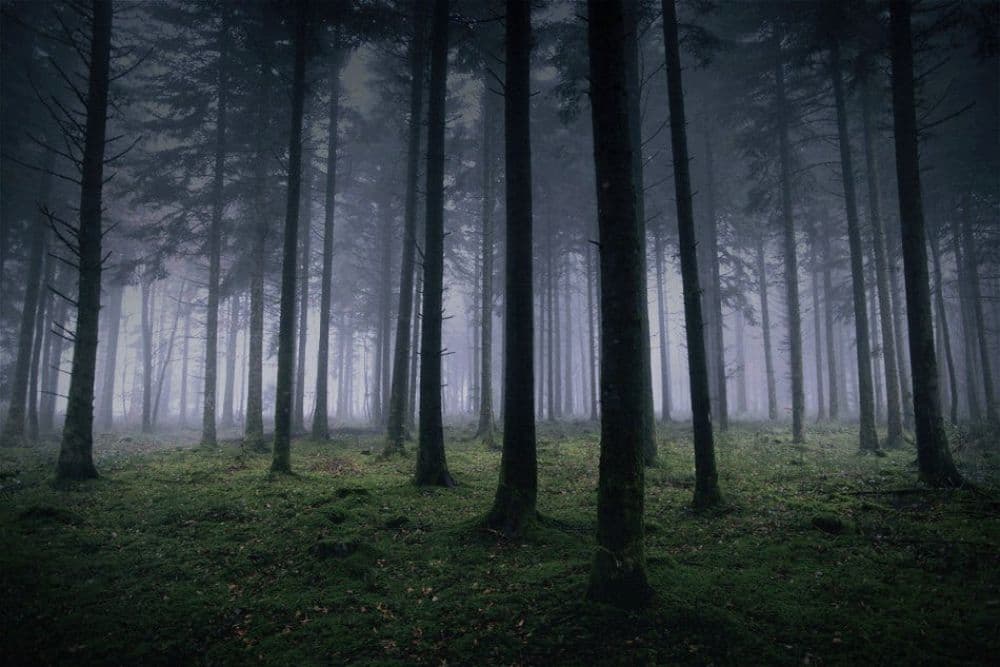 Δάσος Dow Hill - Το Στοιχειωμένο Δάσος της Ινδίας